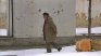 Свидетел на "човешкото сафари" в Сараево проговори: Чужденците убиваха деца, а след това празнуваха