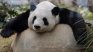 Почина пандата Синсин, най-възрастната в зоопарк в света