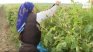 Пътят на розовото масло: За 1 кг са необходими до 6000 кг цвят