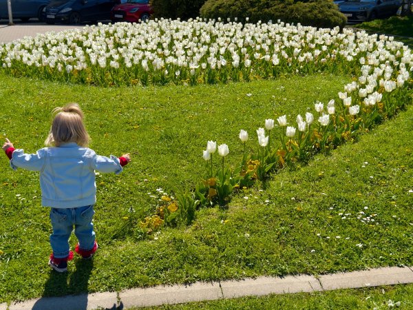 Димитър Кьосемарлиев, Dnes.bg