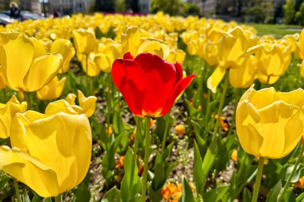 Димитър Кьосемарлиев, Dnes.bg