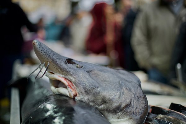 Димитър Кьосемарлиев, Dnes.bg