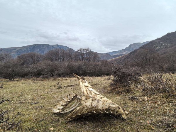 Снимка: Парк Централен Балкан