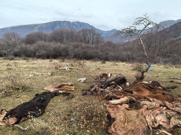 Снимка: Парк Централен Балкан
