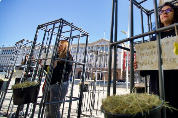 Снимка: Димитър Кьосемарлиев, Dnes.bg