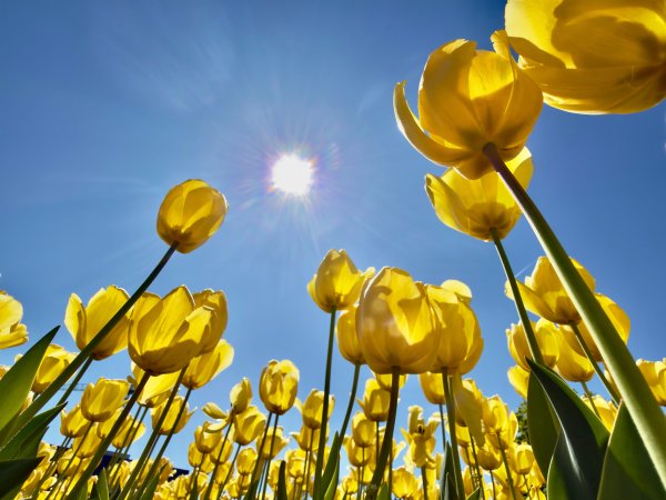 Димитър Кьосемарлиев, Dnes.bg