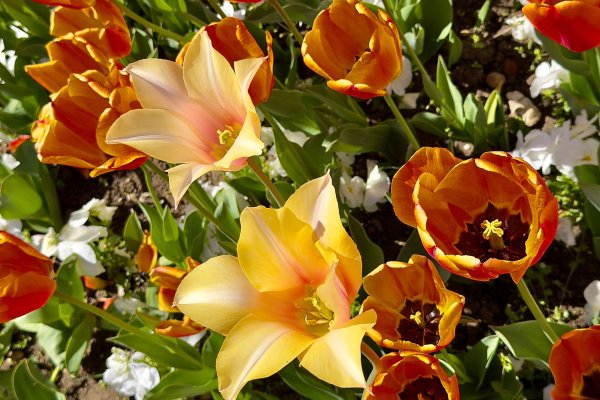 Димитър Кьосемарлиев, Dnes.bg