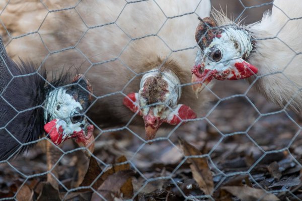 Снимка: Димитър Кьосемарлиев