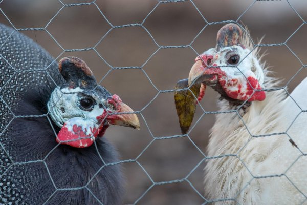 Снимка: Димитър Кьосемарлиев