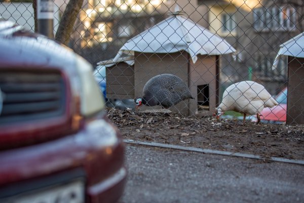 Снимка: Димитър Кьосемарлиев