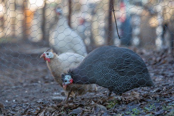 Снимка: Димитър Кьосемарлиев