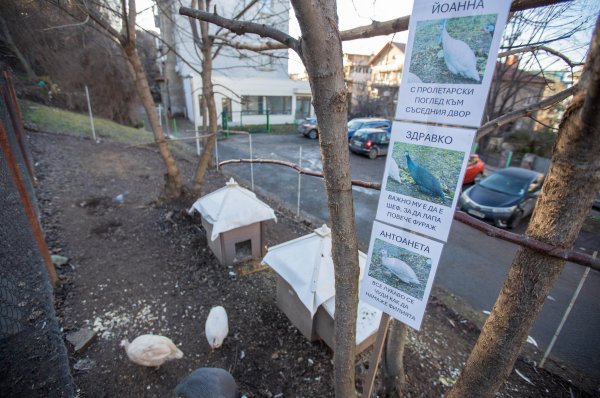 Снимка: Димитър Кьосемарлиев