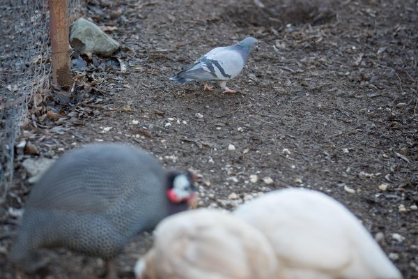 Снимка: Димитър Кьосемарлиев