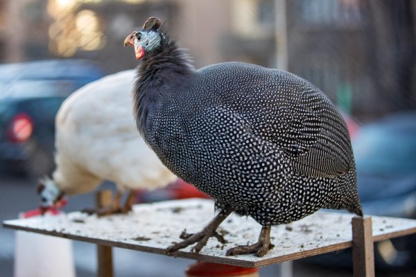 Снимка: Димитър Кьосемарлиев