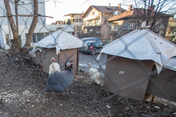 Снимка: Димитър Кьосемарлиев
