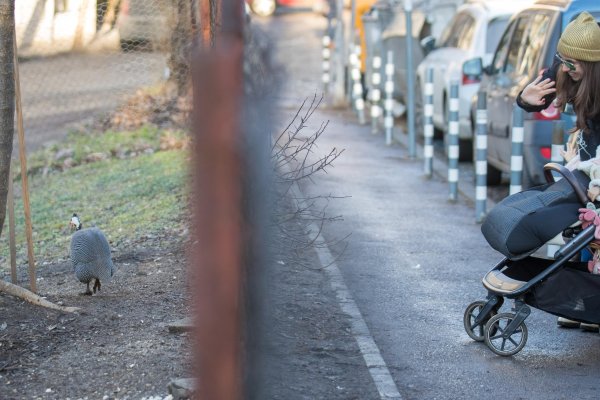 Снимка: Димитър Кьосемарлиев