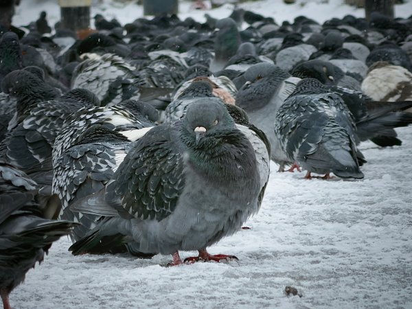 Снимка: Димитър Кьосемарлиев