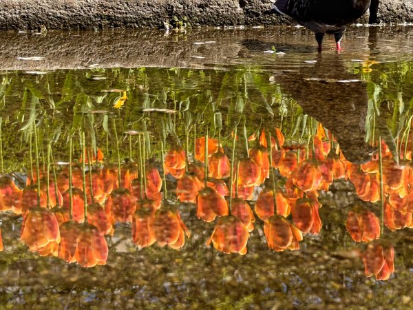 Димитър Кьосемарлиев, Dnes.bg