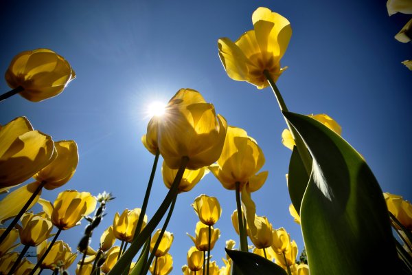 Димитър Кьосемарлиев, Dnes.bg