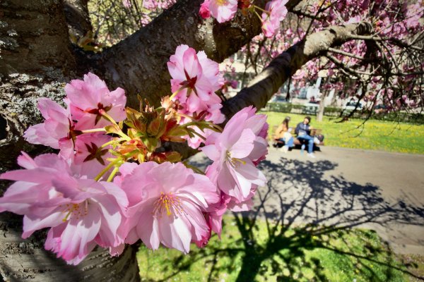 Снимка: Димитър Кьосемарлиев, Dnes.bg
