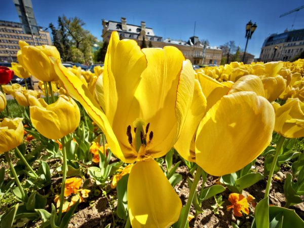 Димитър Кьосемарлиев, Dnes.bg