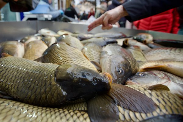 Димитър Кьосемарлиев, Dnes.bg