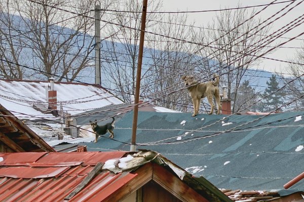 Снимка: Димитър Кьосемарлиев, Dnes.bg