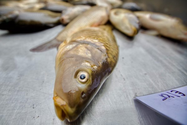 Димитър Кьосемарлиев, Dnes.bg