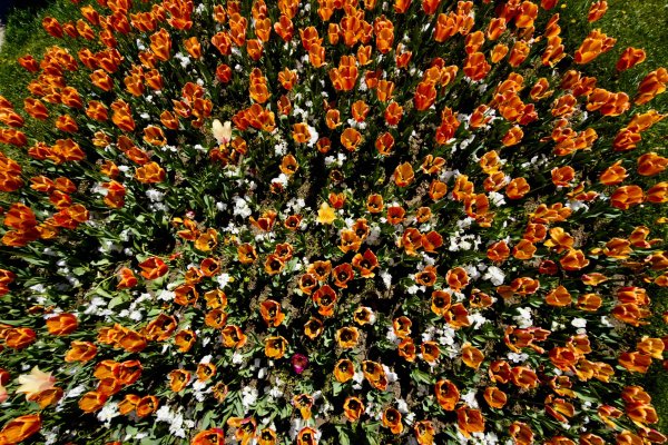 Димитър Кьосемарлиев, Dnes.bg