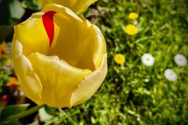 Димитър Кьосемарлиев, Dnes.bg