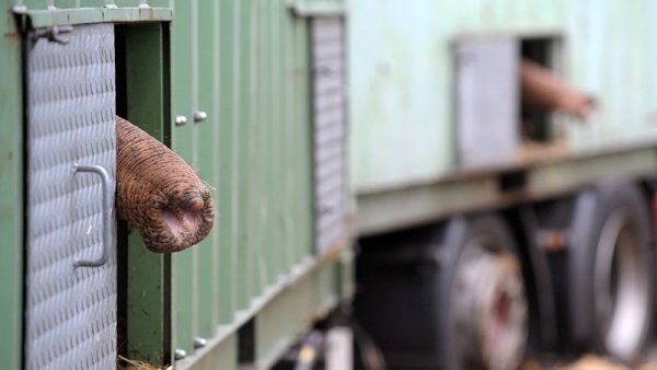 Двата азиатски слона Рани и Бурия пристигат в зоопарка в Нойкирхен, Германия. Двата слона са на 40 години и идват в Германия от Испания. Снимка: БГНЕС