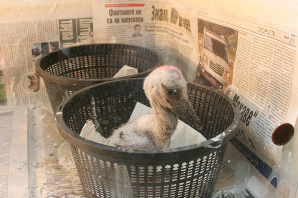 В центъра за диви животни ,,Зелени Балкани&ldquo; в Стара Загора се излюпиха щъркелчета. Това е първият опит в центъра за изкуствено излюпване на щъркели и керкенези. След време малките птици ще бъдат пуснати в естествената им среда. Снимка: БГНЕС