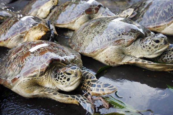 Морски костенурки са подредени и маркирани от полицията, която ги освободила от бракониери в Индонезия. Въпреки че е забранена от закона, търговията с морски костенурки и части от тях процъфтява. Снимка: БГНЕС