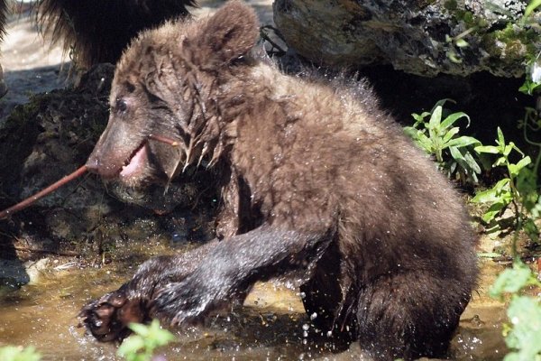 Малките вече започнаха да излизат от клетката, пазени от майка си Свобода. Снимка: БГНЕС