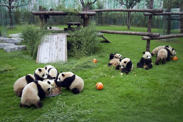 Панди си играят в градината на Shanghai Safari Park в Шанхай, Китай. Гордостта на парка са две панди, родени след земетресението в Сечуан. Десет панди от Сечуан сега се намират в парка в Шанхай. Снимка: БГНЕС