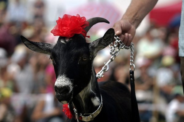 Козата Наоми дефилира на парад в село Рамигла, Литва. През XVI век Рамигла била избрана за столица на козите. Снимка: БГНЕС