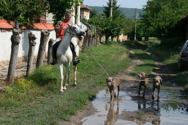 Английски заселник във великотърновското село Стамболово разхожда домашните си любимци. Снимка: БГНЕС