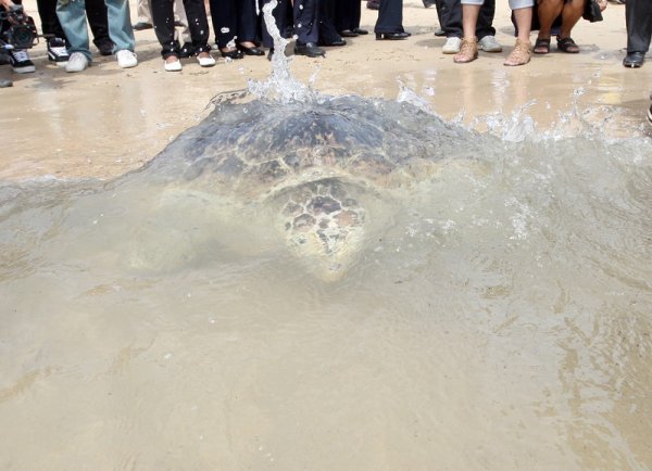 Зелена морска костенурка се връща на свобода след преглед и поставяне на чип в Тайландския кралски консервационен център за морски костенурки. 779 екземпляра от застрашения вид бяха пуснати в морето. Снимка: БГНЕС