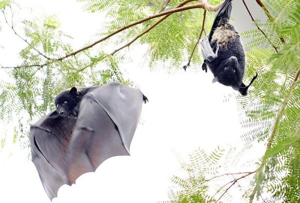 Два плодоядни прилепа от вида Pteropus livingstonii в зоопарка в Цюрих, Швейцария. Тези прилепи често са наричани &bdquo;летящи лисици&ldquo;, заради муцунките им - приличащи на кучешки, и меката, твърда и често червена козина, която покрива главите и телата им. Снимка: БГНЕС