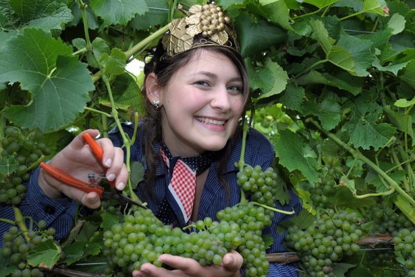 Принцесата на виното на германския град Мусбах Мона Баедер отрязва чепка грозде. Производителите на вино започнаха прибирането на реколтата с първите ранни сортове. Снимка: БГНЕС