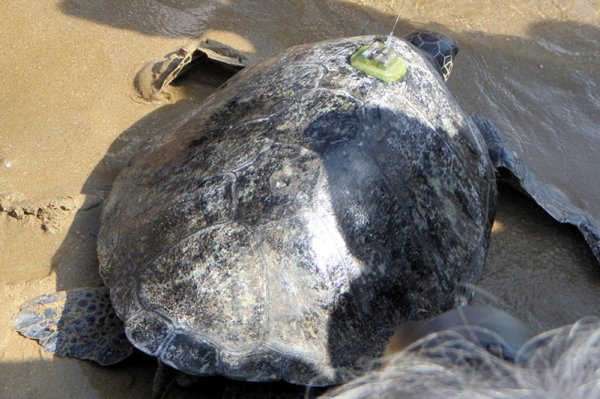 Зелена морска костенурка бе пусната във водите край Бусан, Южна Корея. Зоолозите от Националния институт за морски изследвания и развитие ще проследят пътя й чрез сателитен предавател, който прикрепиха към гърба й. Снимка: БГНЕС