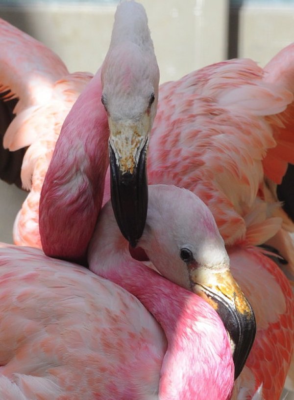 Мъжко фламинго ухажва женска в зоопарка в Берлин, Германия. Снимка: БГНЕС