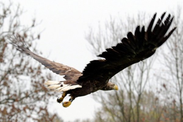 Петгодишен морски орел току-що е пуснат отново в природата, след като прекара няколкомесечно лечение в резерват за диви животни в Германия. Снимка: БГНЕС