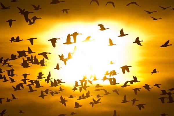Ято птици прелита пред &bdquo;погледа&rdquo; на току-що изгрялото слънце в германския град Райтвайн. Снимка: БГНЕС