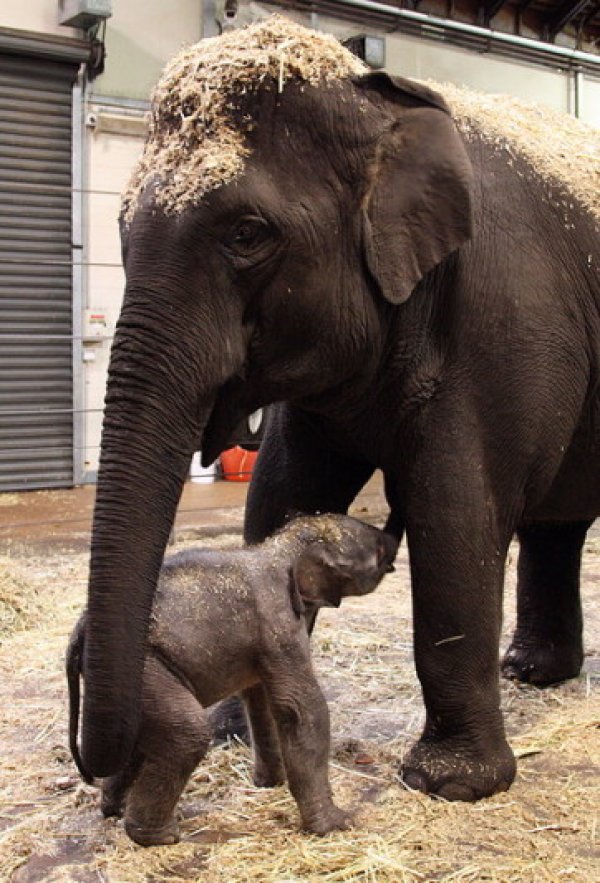 Новородено слонче едва се държи на краката си пред погледа на своята майка в зоологическа градина в Сидни, Австралия. Слончето тежи &bdquo;скромните&rdquo; 120 килограма и все още няма име. Снимка: БГНЕС