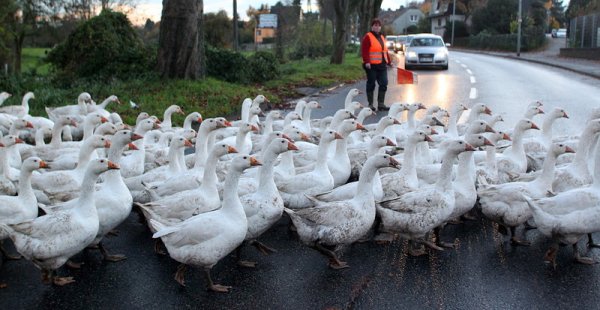 Жена помага на стадо гъски да пресекат улица в Дуизбург, Германия. Гъските са традиционното ястие за деня на свети Мартин, който се отбелязва на 11 ноември. Снимка: БГНЕС