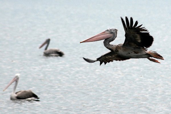 Пеликан лети над езеро, появило се след сезона на мусоните в Индия. Според някои съобщения мигриращи птици като пеликаните и щъркелите пристигат от далечни страни, например Канада и Австралия, в търсене на нови места за размножаване. Снимка: БГНЕС