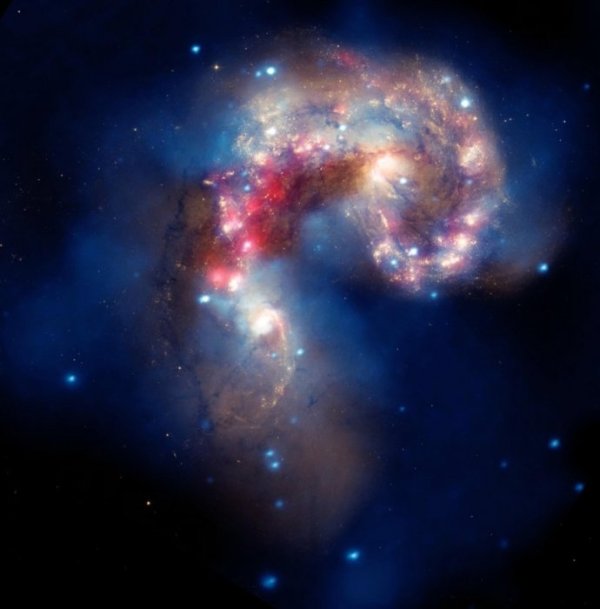 Този сблъсък на галактики Antennae (обектите NGC4038 и NGC4039) представлява композиция от три кадъра, направени от телескопа Chandra (син), Spitzer (червен) и Hubble (жълт). На снимката се виждат добре вътрешните структури на сблъскващите се галактики, разположени на 62 млн. светлинни години от Земята в южното съзвездие Гарван. Снимка: НАСА