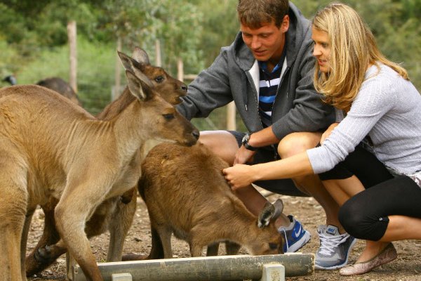 Чешките тенисисти Луси Шафарджова и Томас Бердих посетиха зоопарк в Мелбърн и се снимаха с кенгурата в осмия ден на Откритото първенство на Австралия. Снимка: Getty Images/Guliver Photos