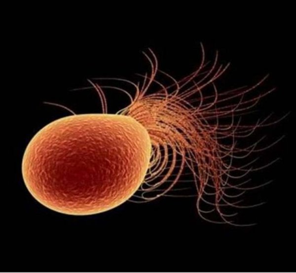 Pyrococcus furiosus. Снимка: web.mst.edu